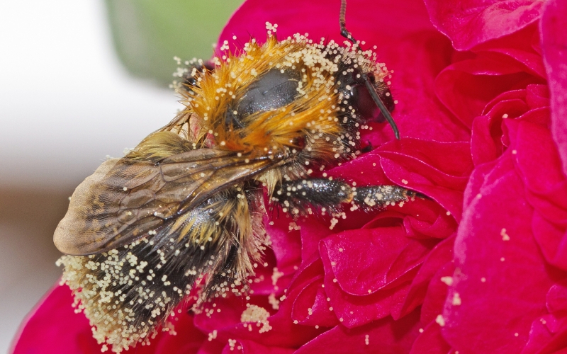 abeille pollen