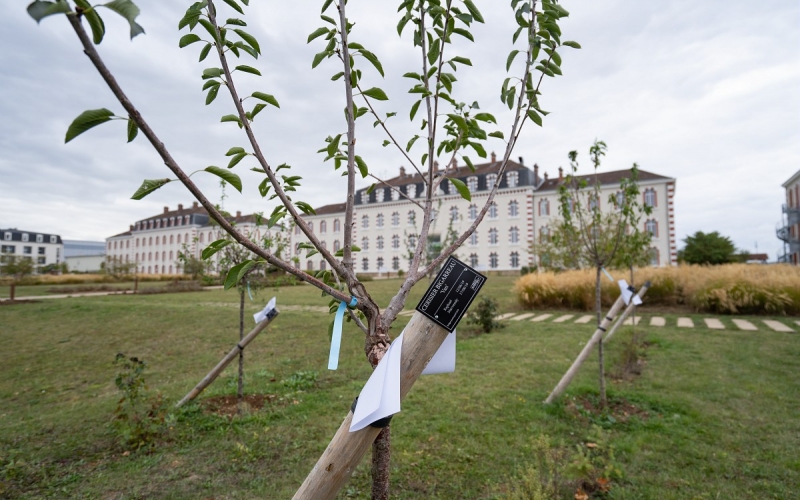 40 nouveaux arbres fruitiers place du 13e RG © Ville d'Epernay