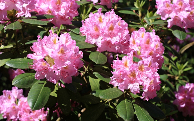 Photo rhododendron