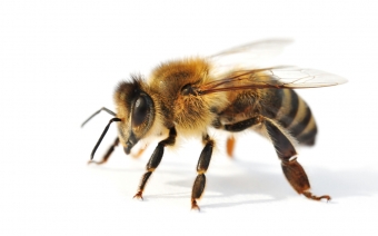 abeille pollen
