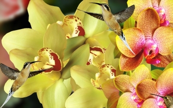colibris et orchidées
