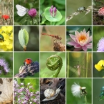 la Biodiversité 