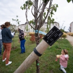 40 nouveaux arbres fruitiers place du 13e RG © Ville d'Epernay